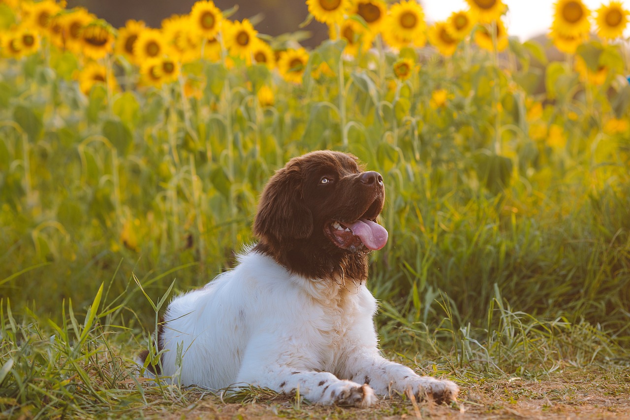 dog training for kids – Image 2