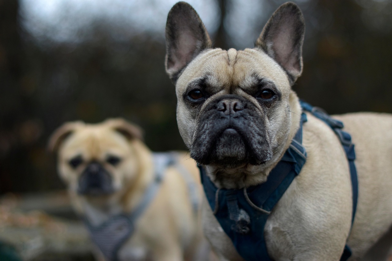 dog training for kids – Image 2