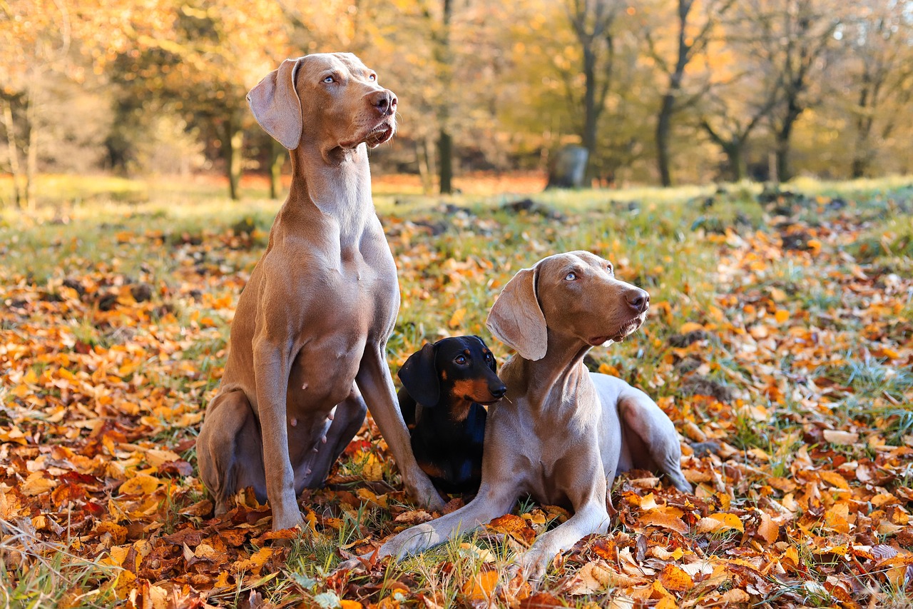 dog training for kids – Image 4