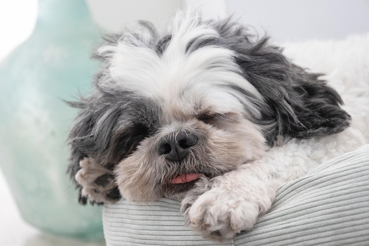 dog training for kids – Image 2