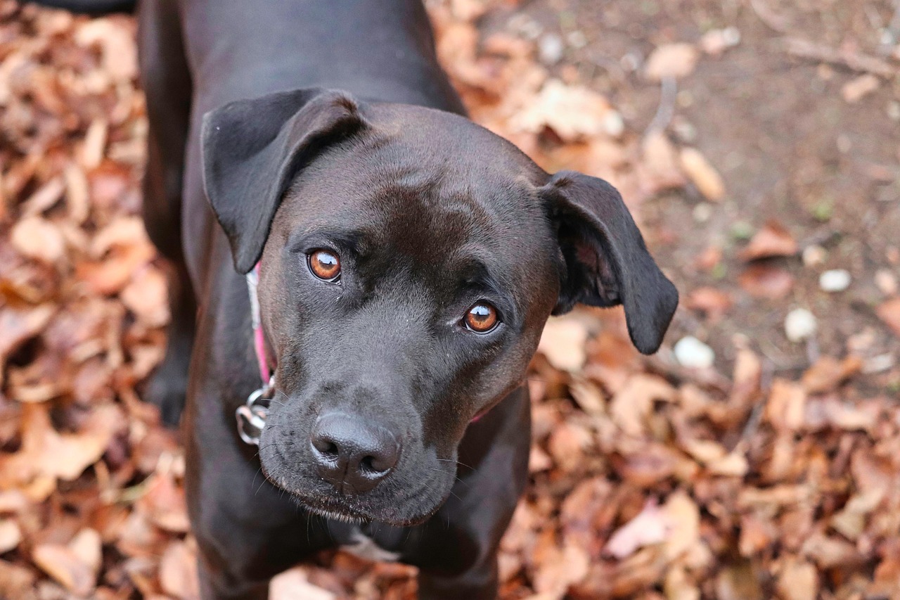 dog training for kids – Image 3
