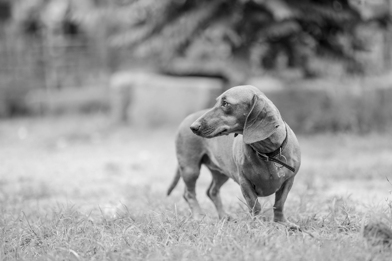 dog training for kids – Image 1