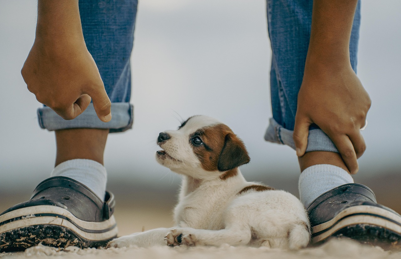 dog training for kids – Image 1