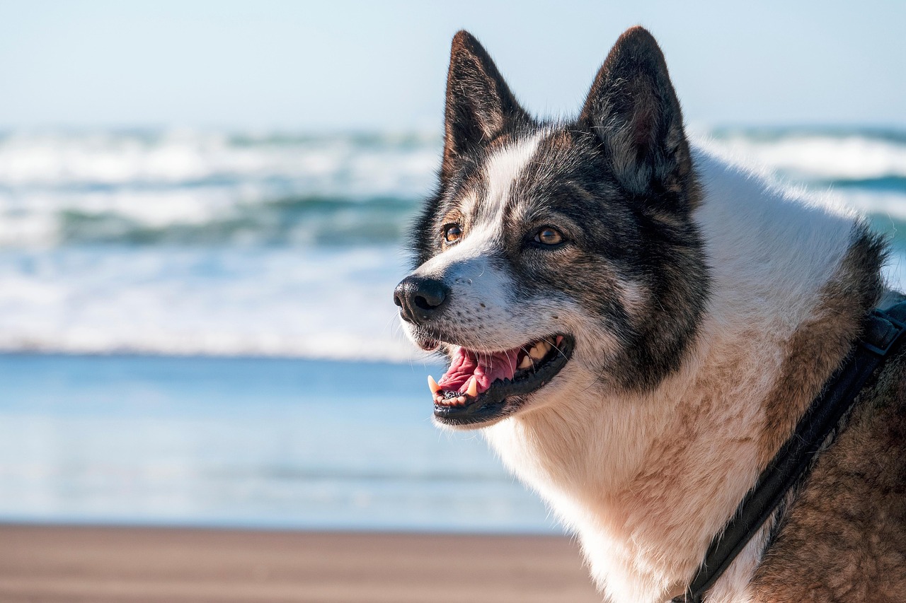 dog training for kids – Image 1