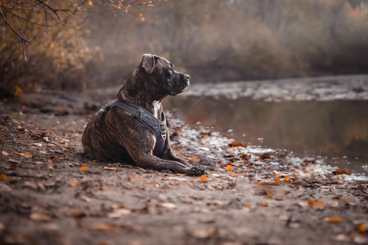 dog training for kids – Image 2