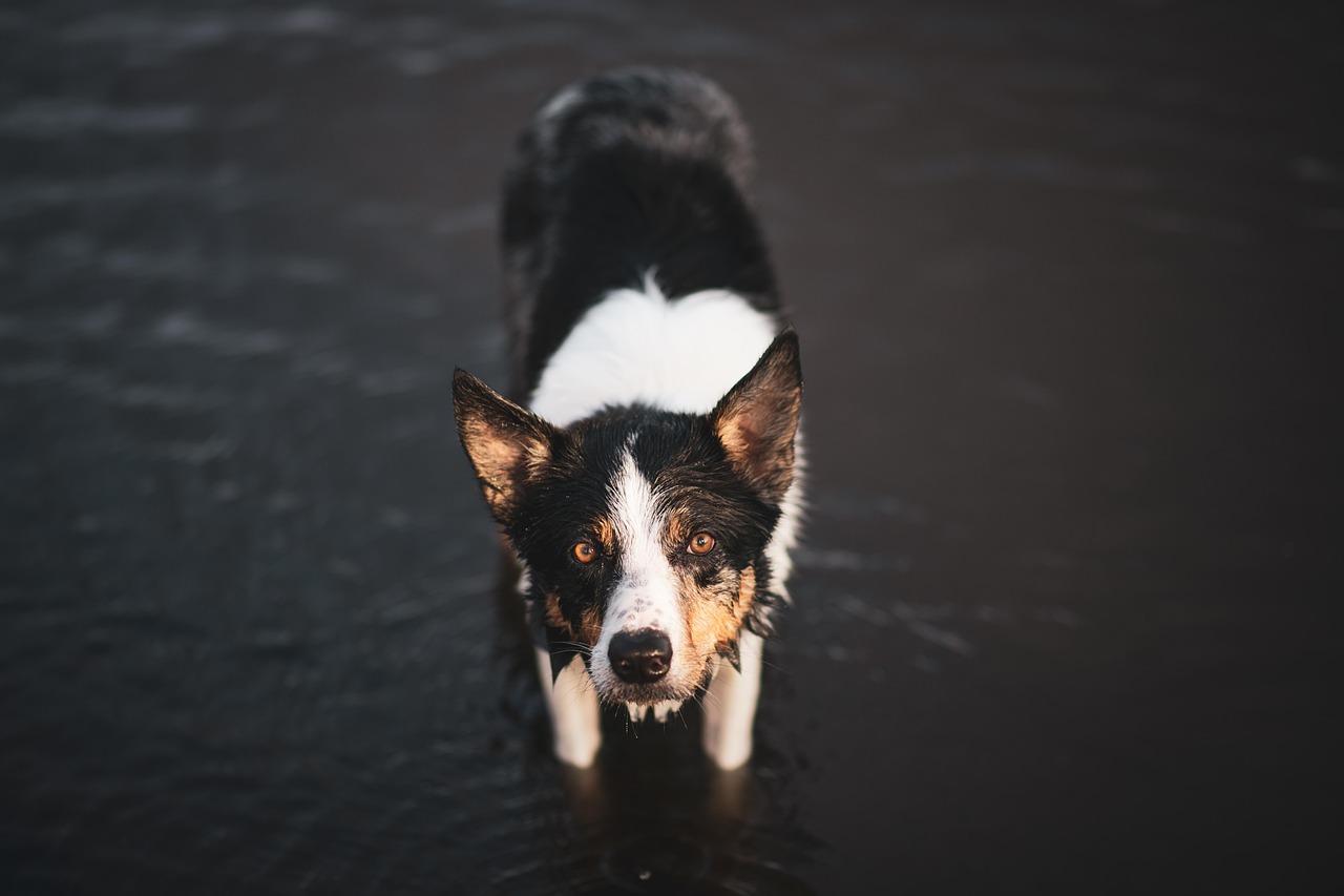 dog training for kids – Image 2