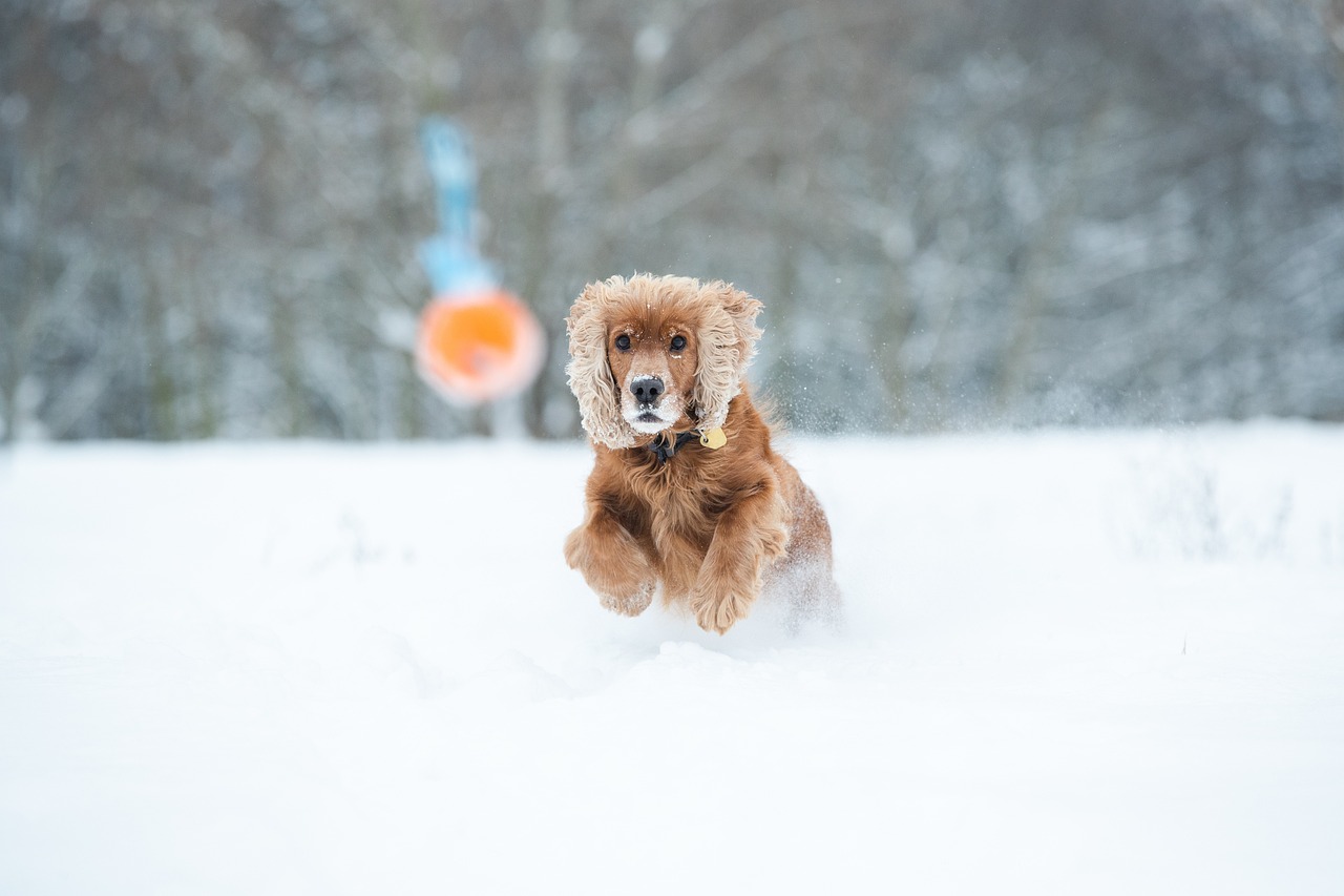 dog training for kids – Image 1