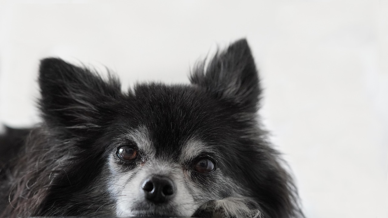 dog training for kids – Image 2