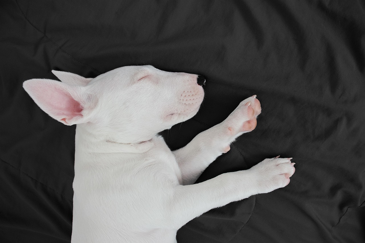 dog training for kids – Image 1