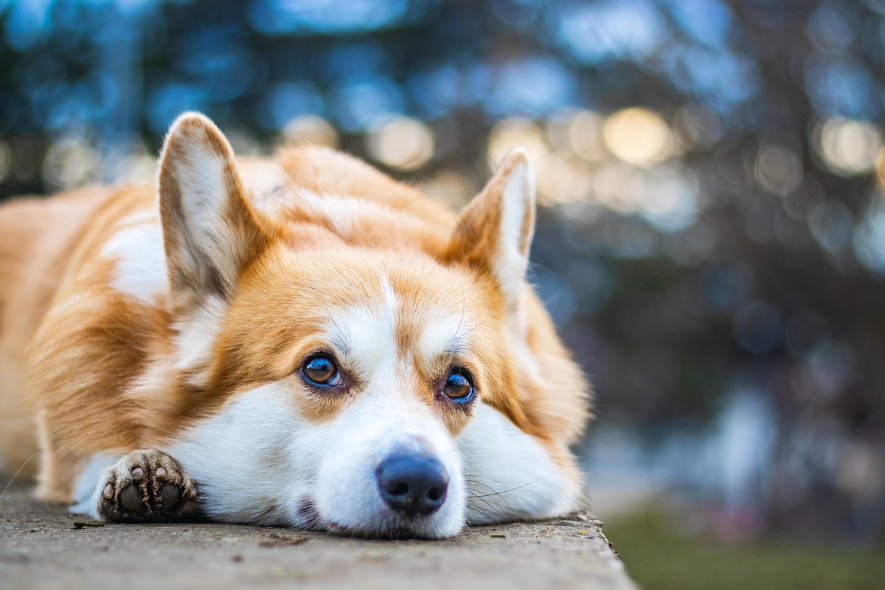 dog training for kids – Image 1