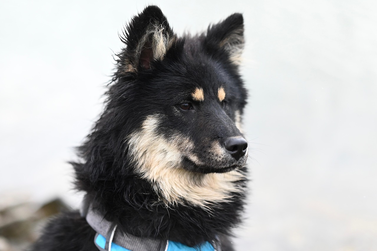 dog training for kids – Image 1