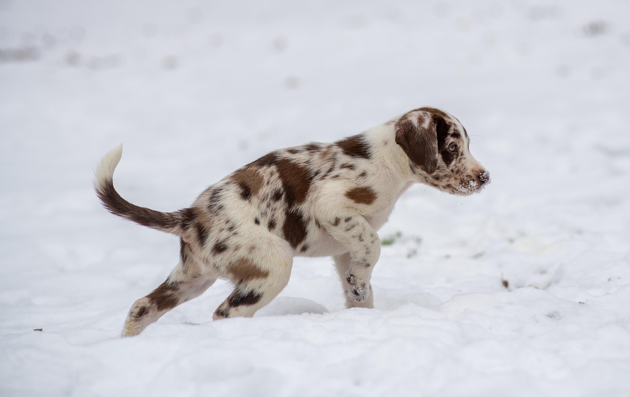 dog training for kids – Image 2