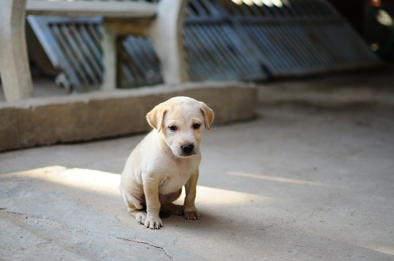 dog training for kids – Image 5