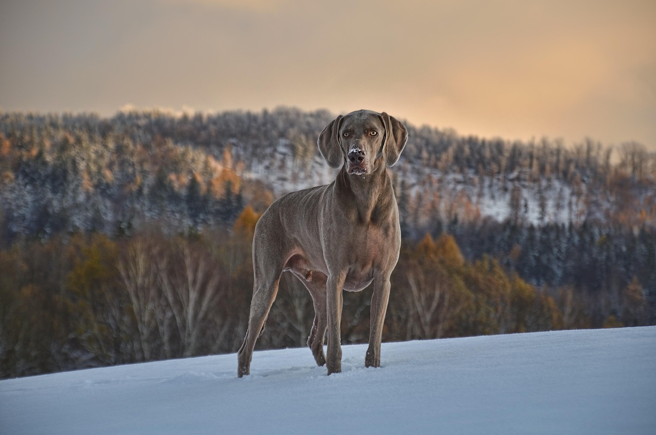 dog training for kids – Image 6
