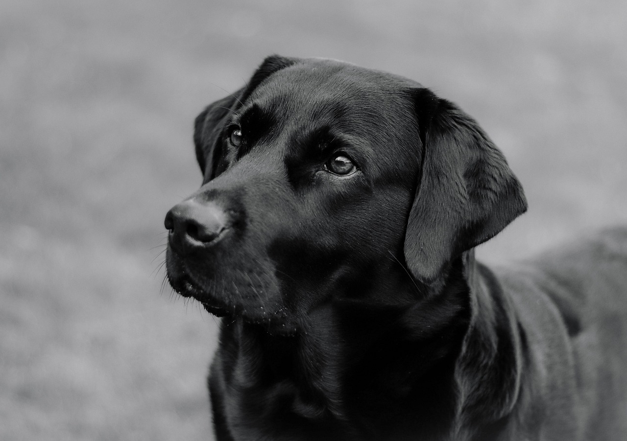 dog training for kids – Image 2