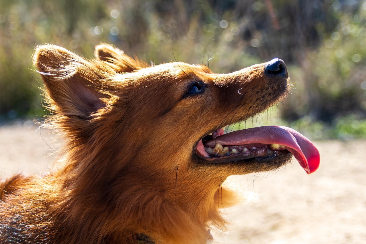 dog training for kids – Image 5