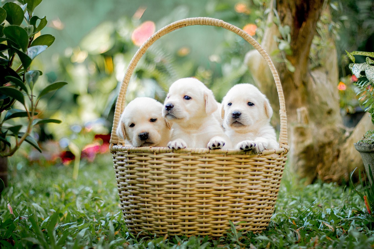 dog training for kids – Image 2