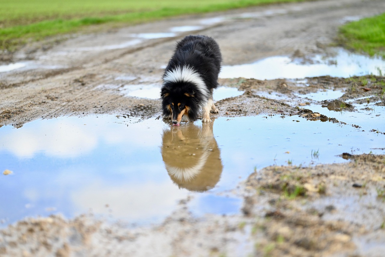 dog training for kids – Image 3