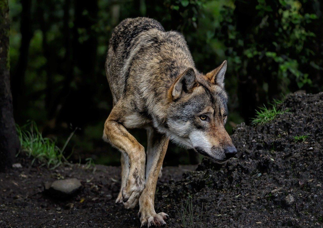 dog training for kids – Image 1