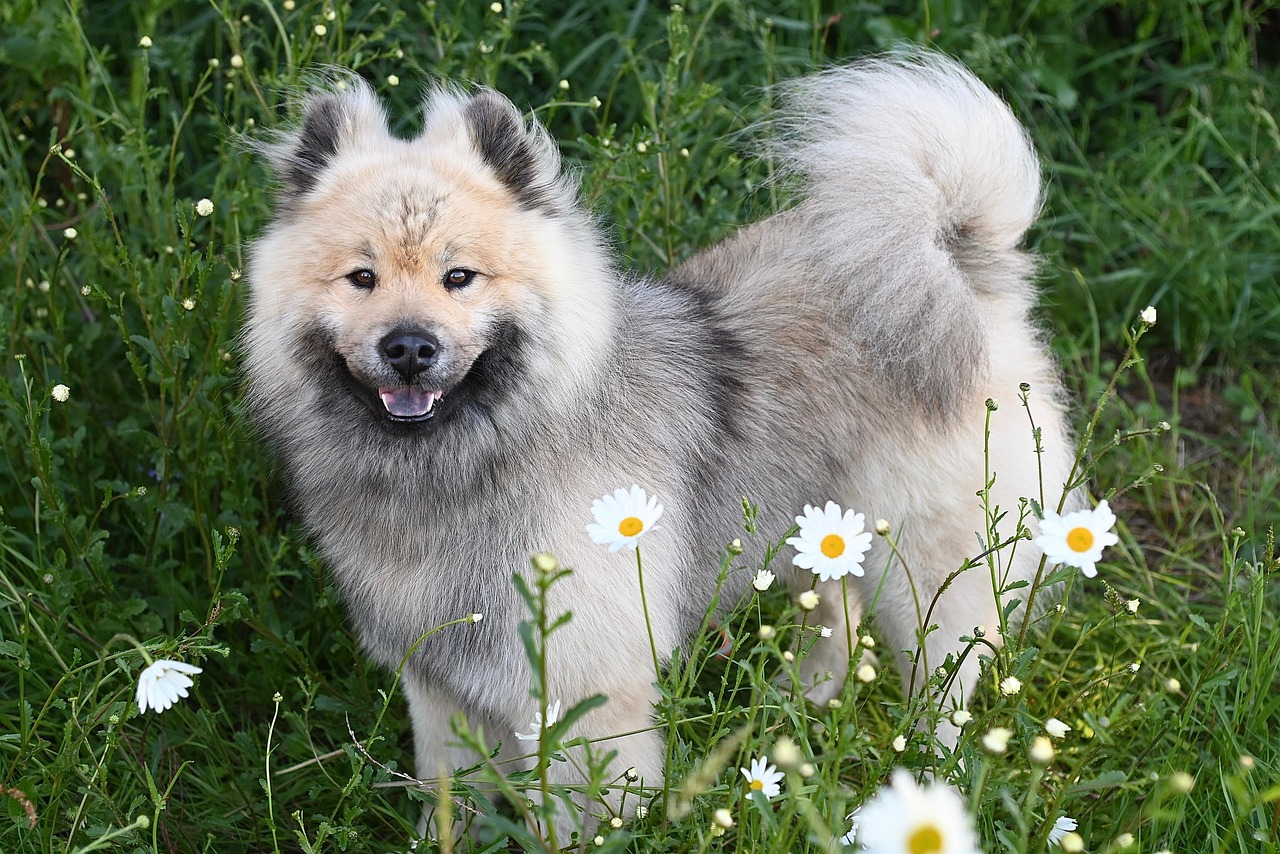 dog training for kids – Image 2