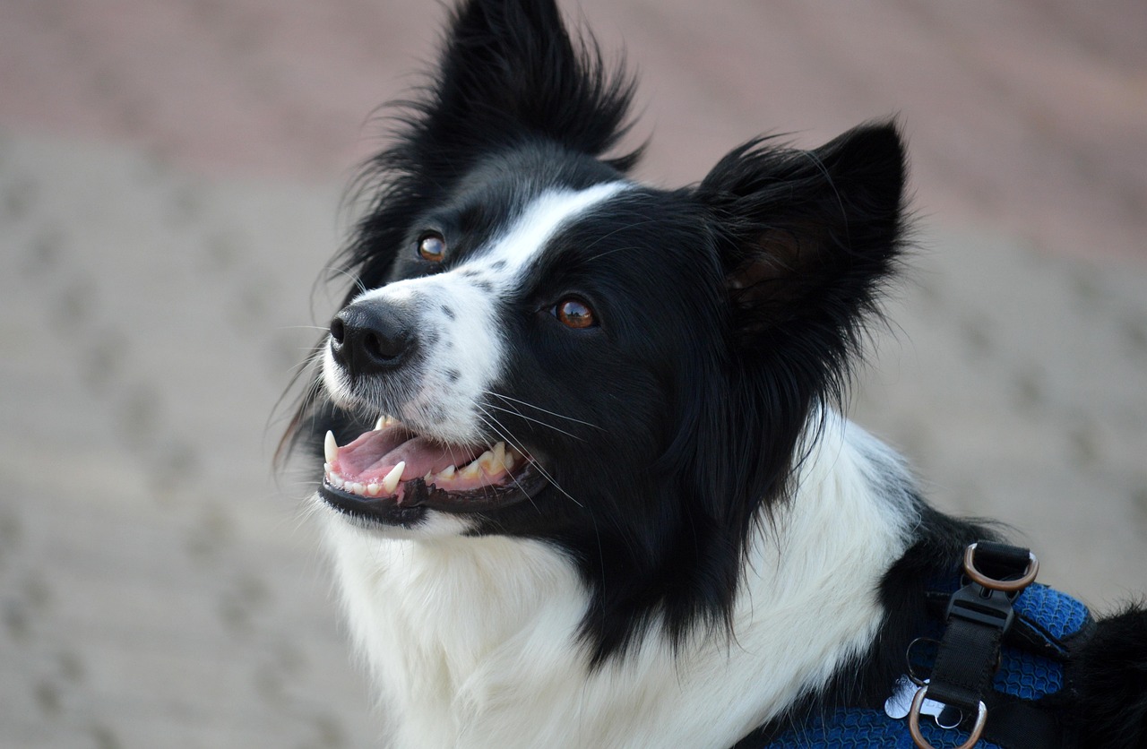dog training for kids – Image 3