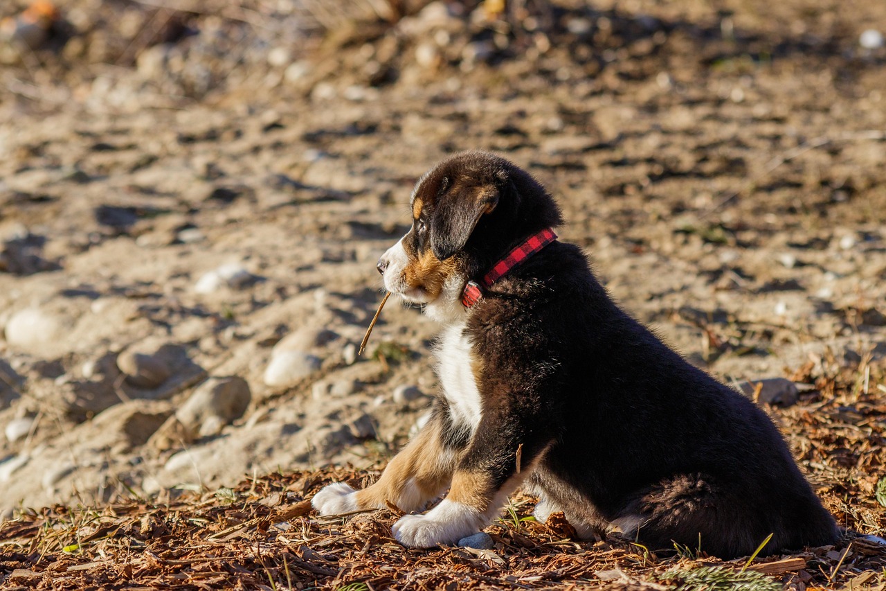 dog training for kids – Image 4