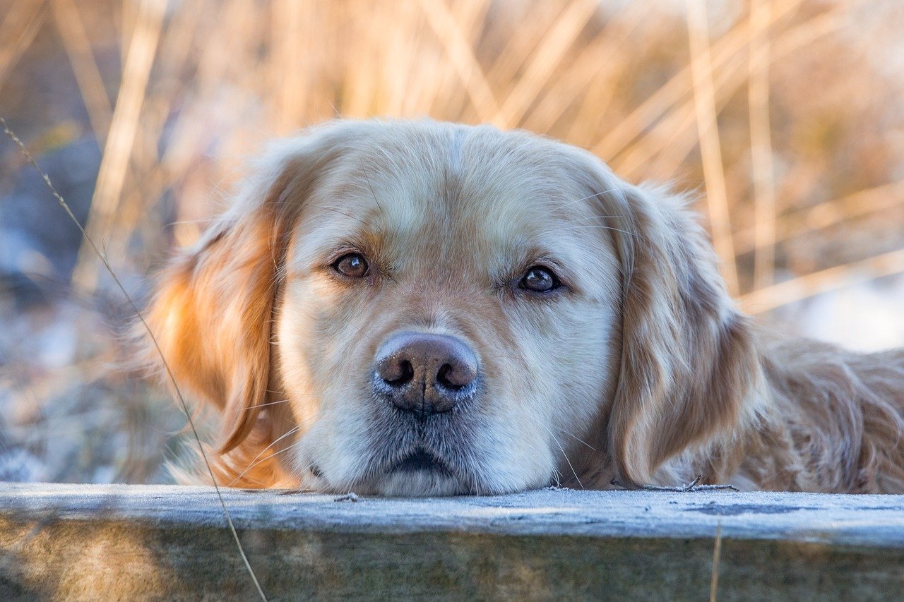 dog training for kids – Image 5