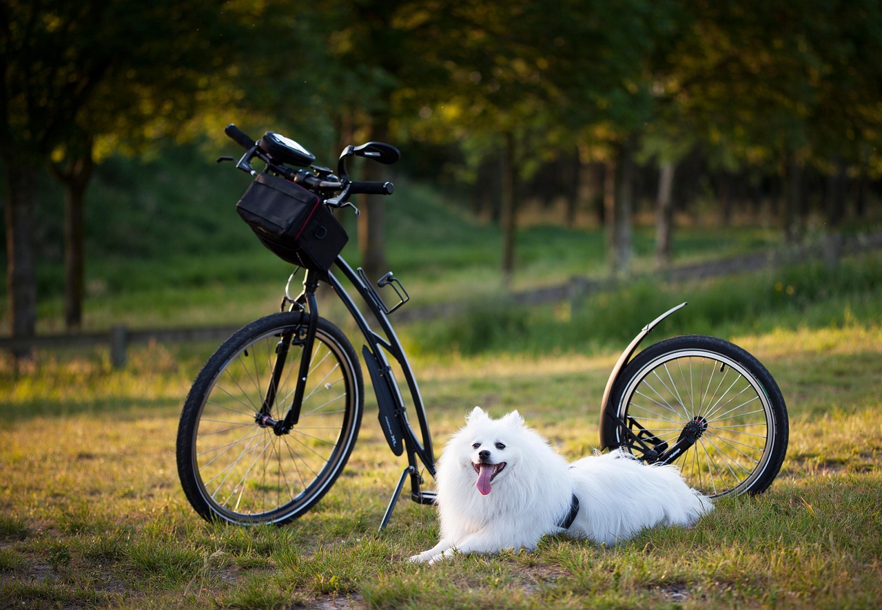 dog training for kids – Image 4