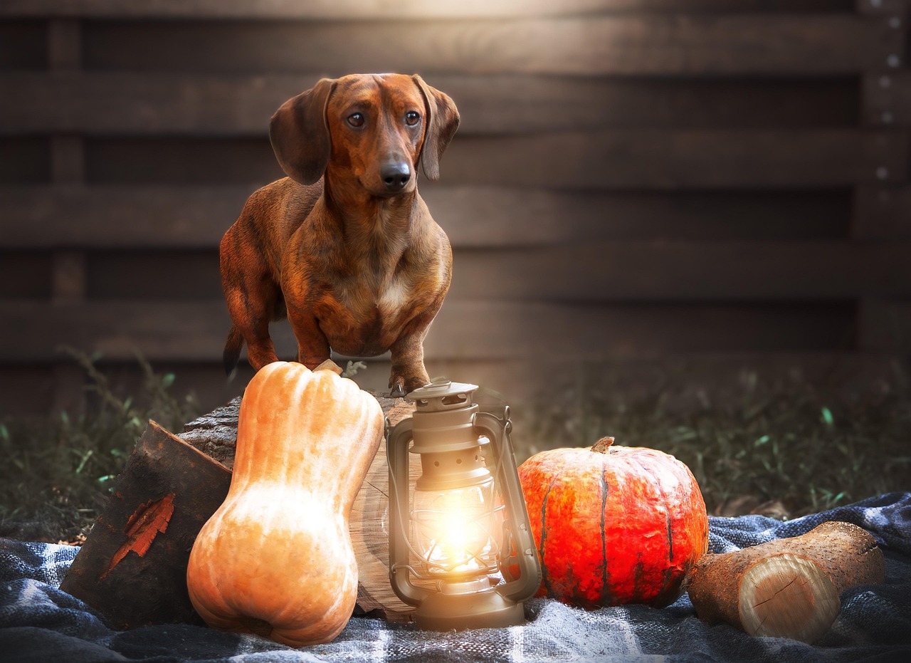 dog training for kids – Image 1