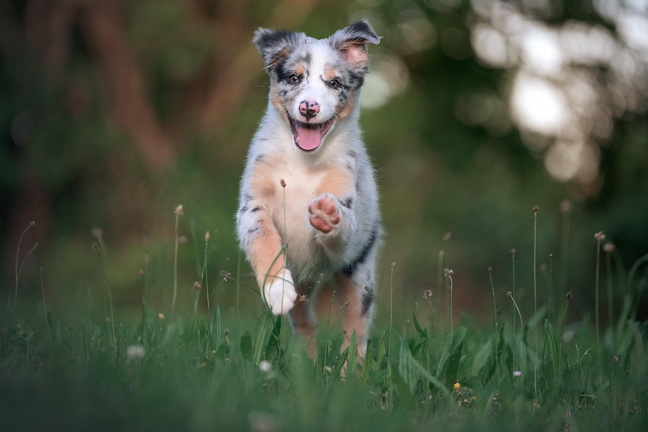 dog training for kids – Image 2