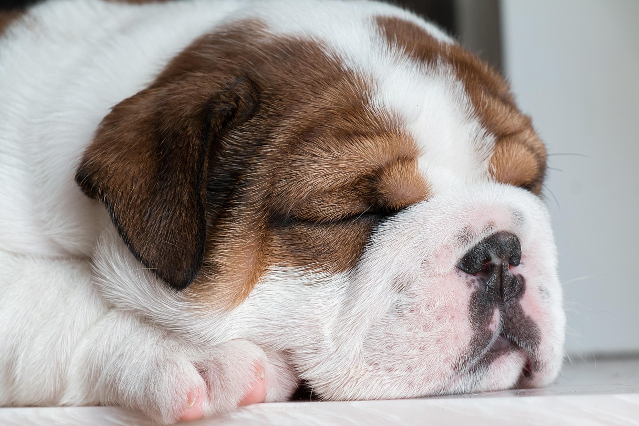 dog training for kids – Image 6