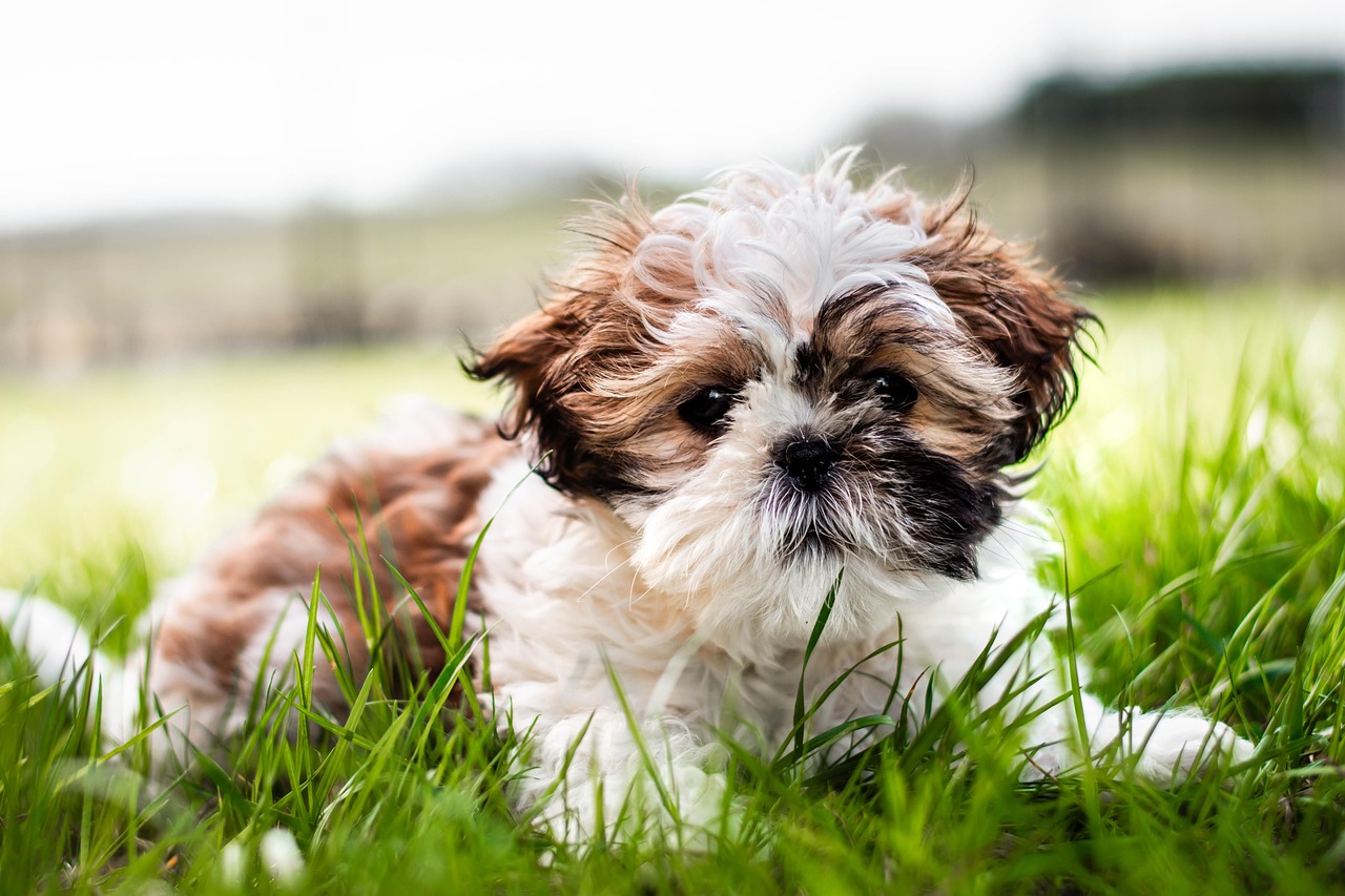 dog training for kids – Image 1