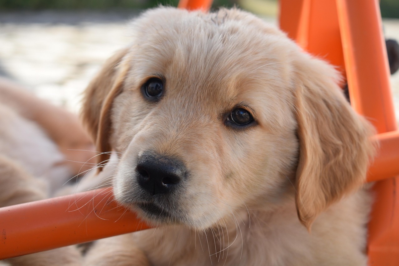 dog training for kids – Image 6