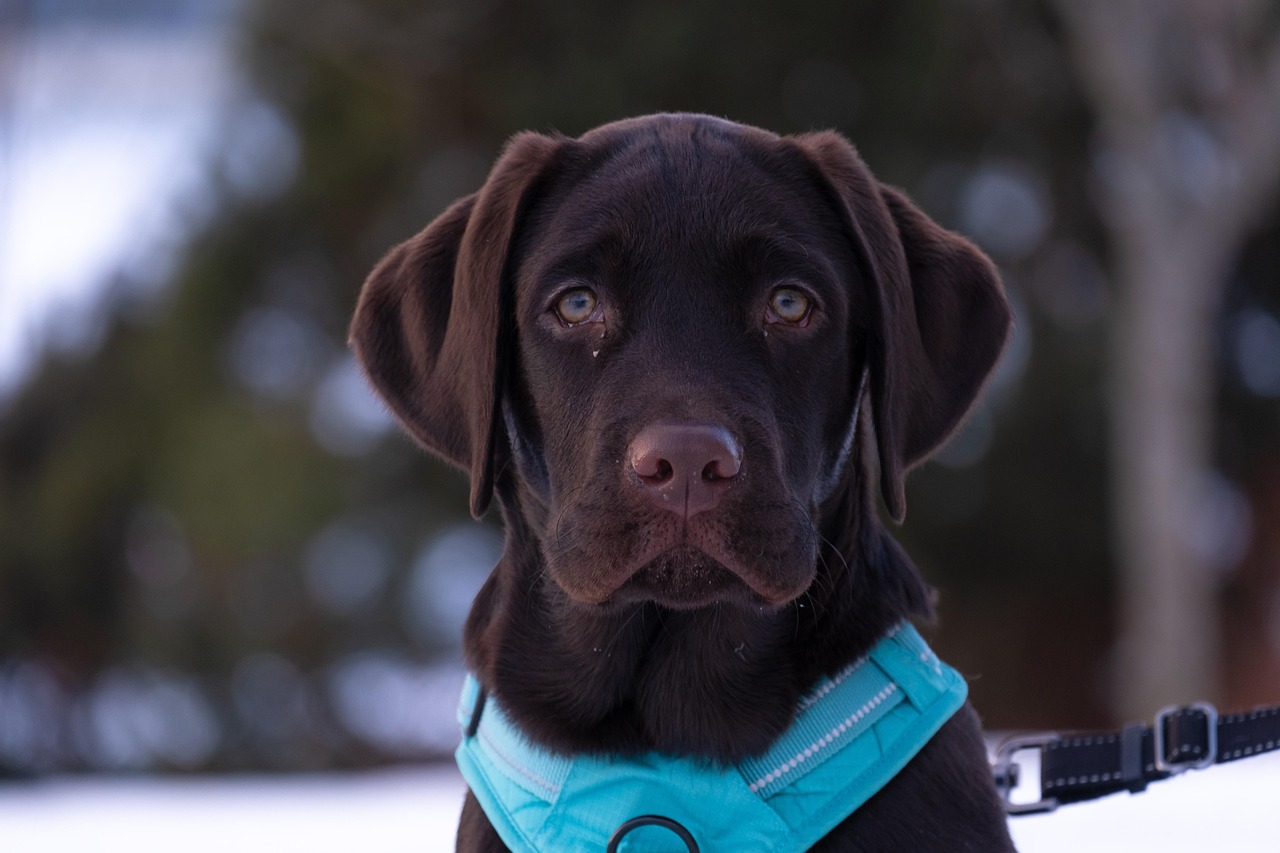 dog training for kids – Image 6