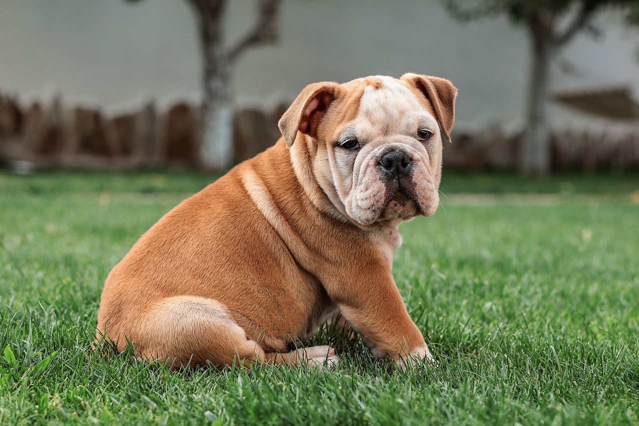 dog training for kids – Image 3