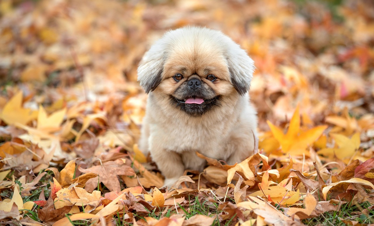 dog training for kids – Image 1