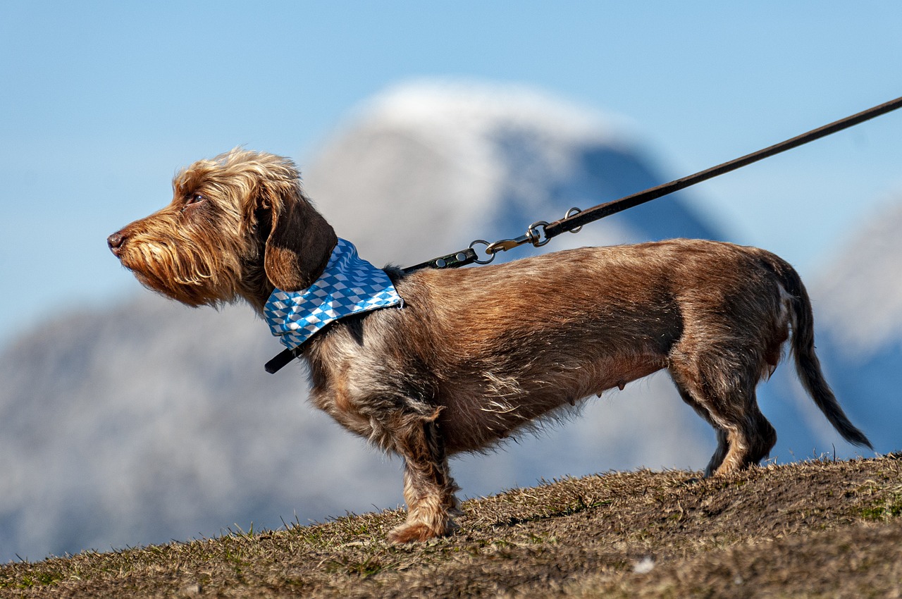 dog training for kids – Image 6