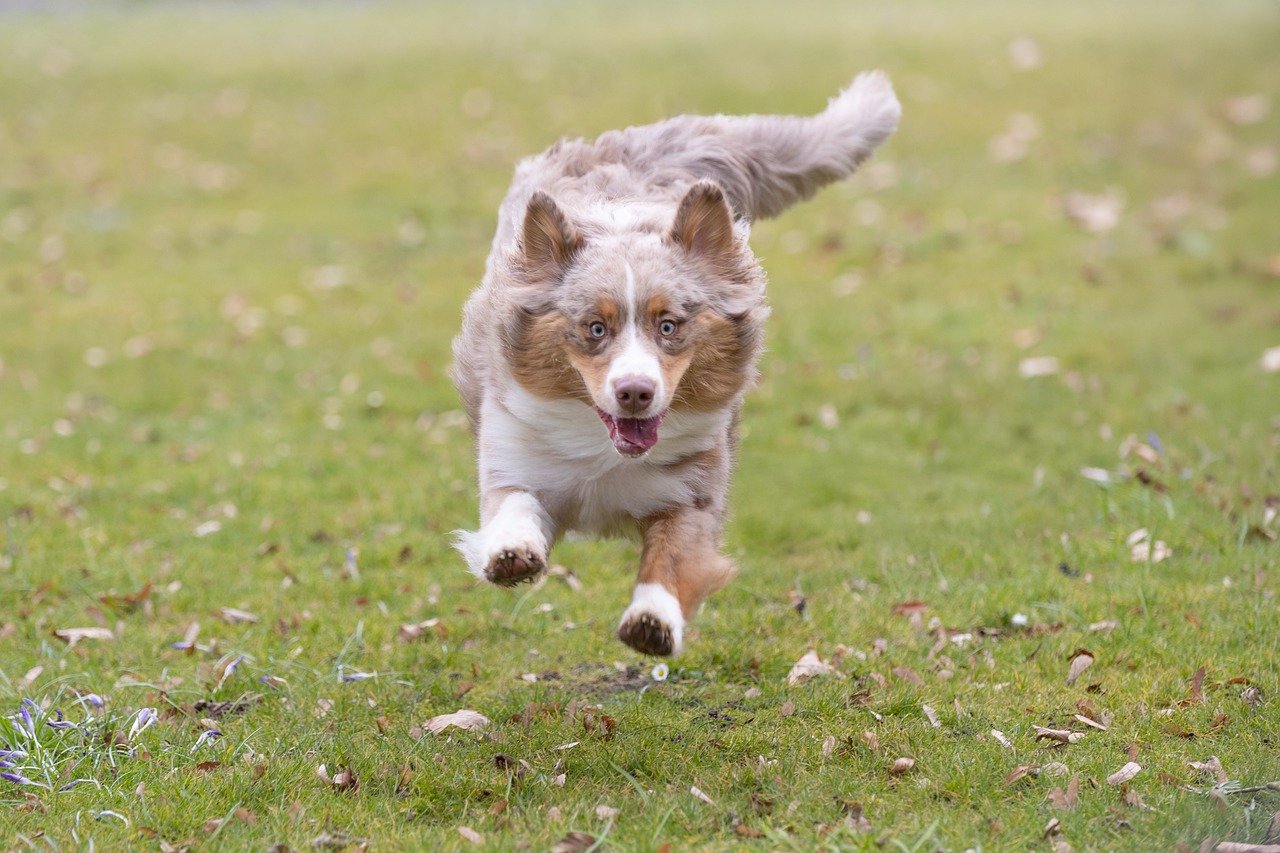 dog training for kids – Image 4