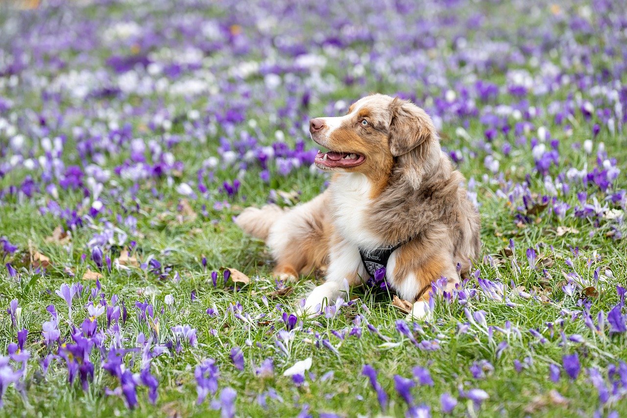 dog training for kids – Image 6