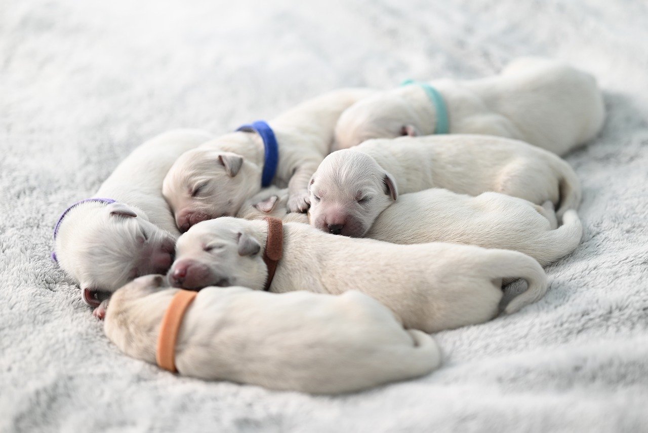 dog training for kids – Image 2