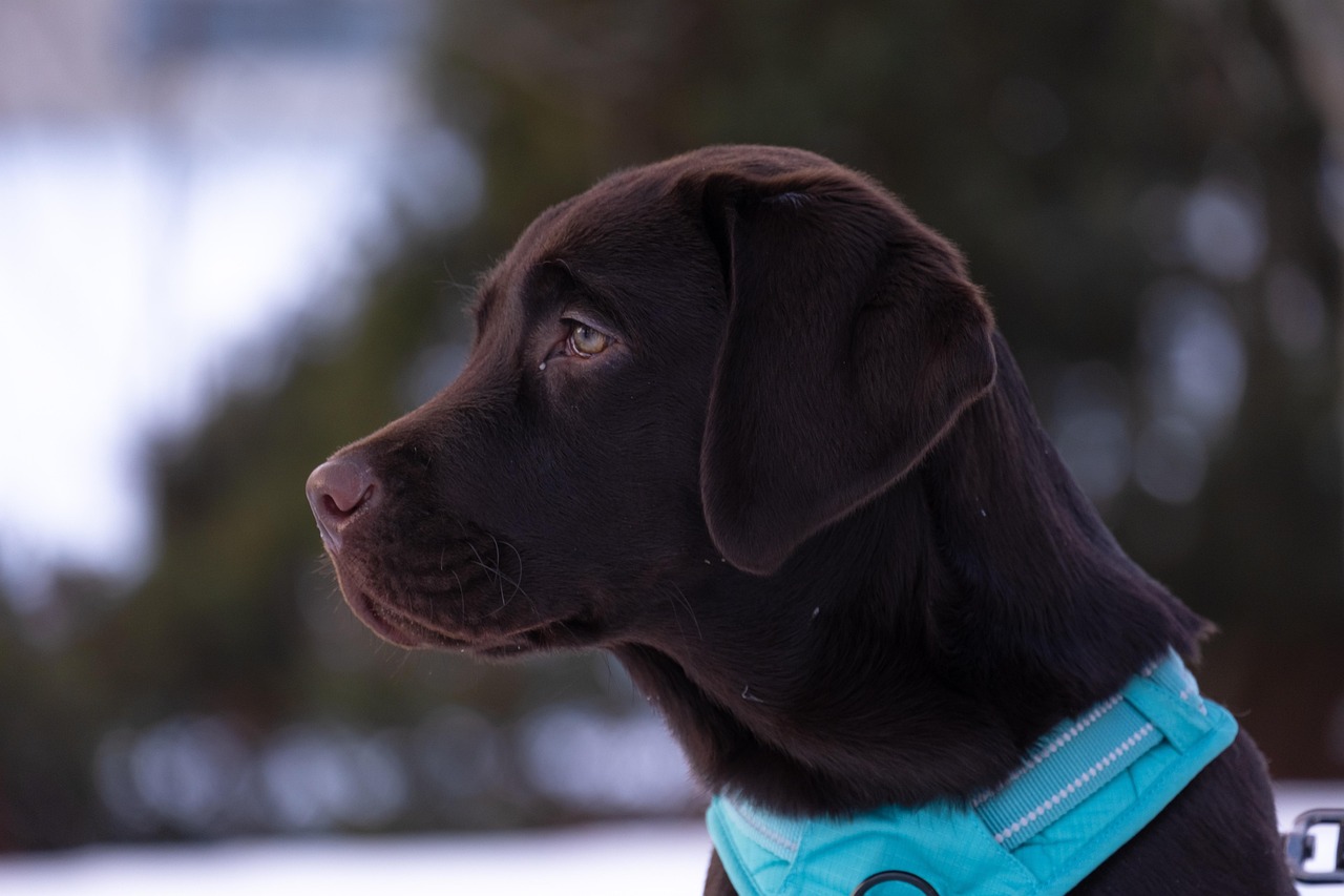 dog training for kids – Image 1