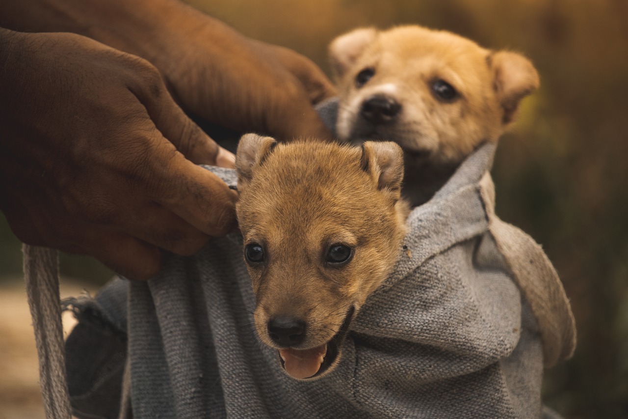 dog training for kids – Image 6
