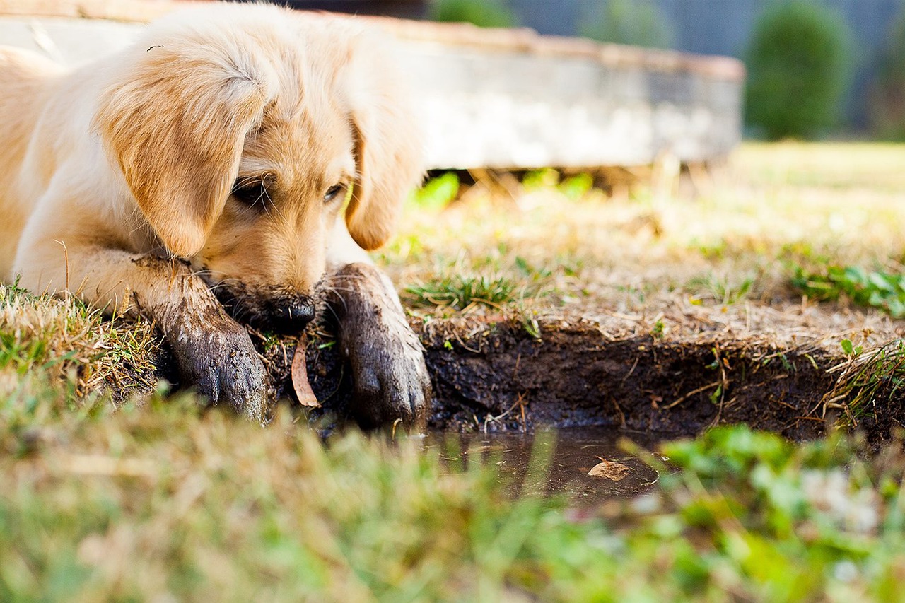 dog training for kids – Image 1