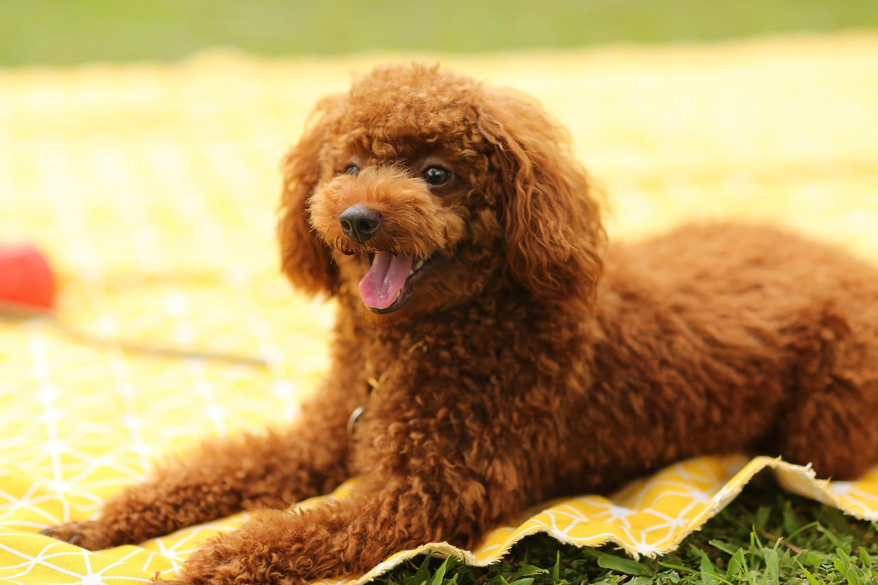 dog training for kids – Image 1