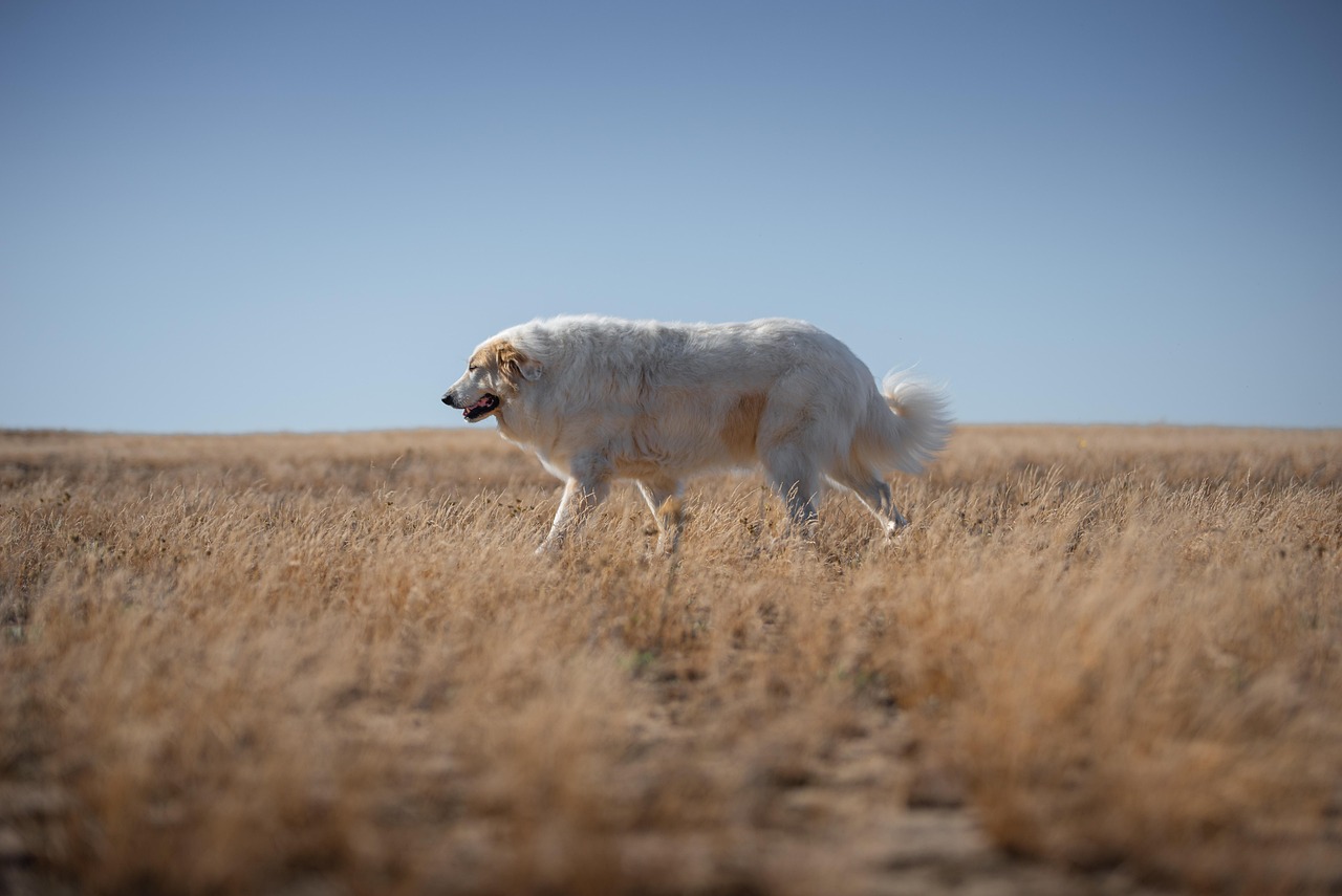 dog training for kids – Image 1