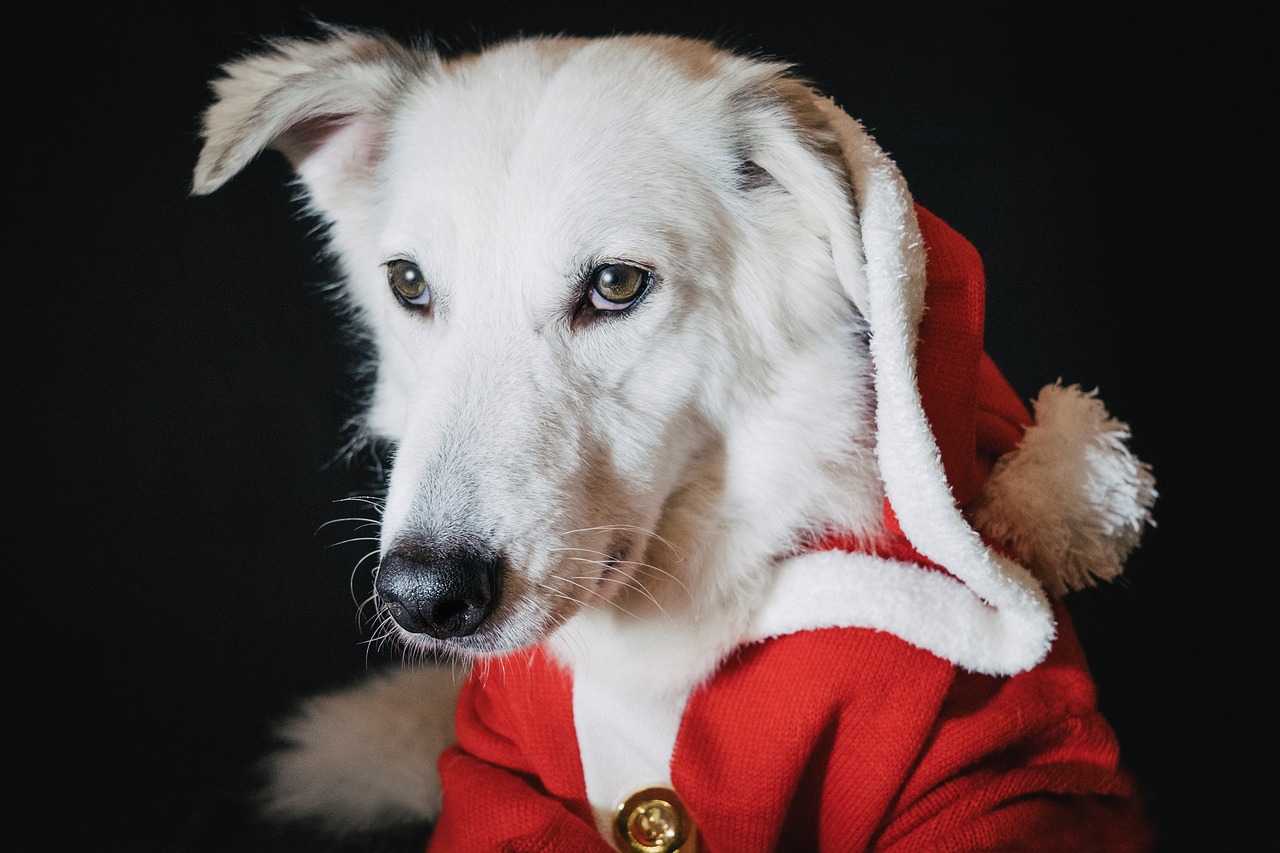 dog training for kids – Image 2