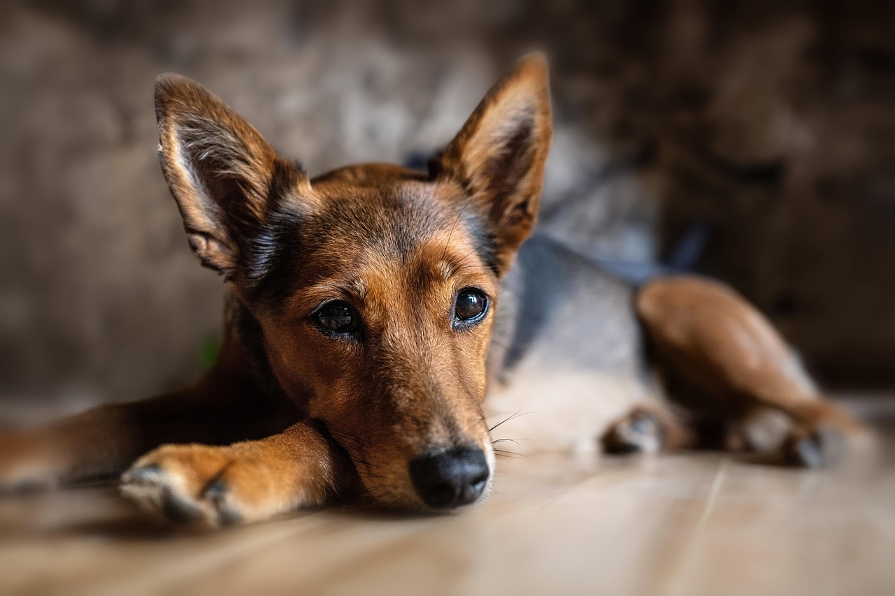 dog training for kids – Image 2