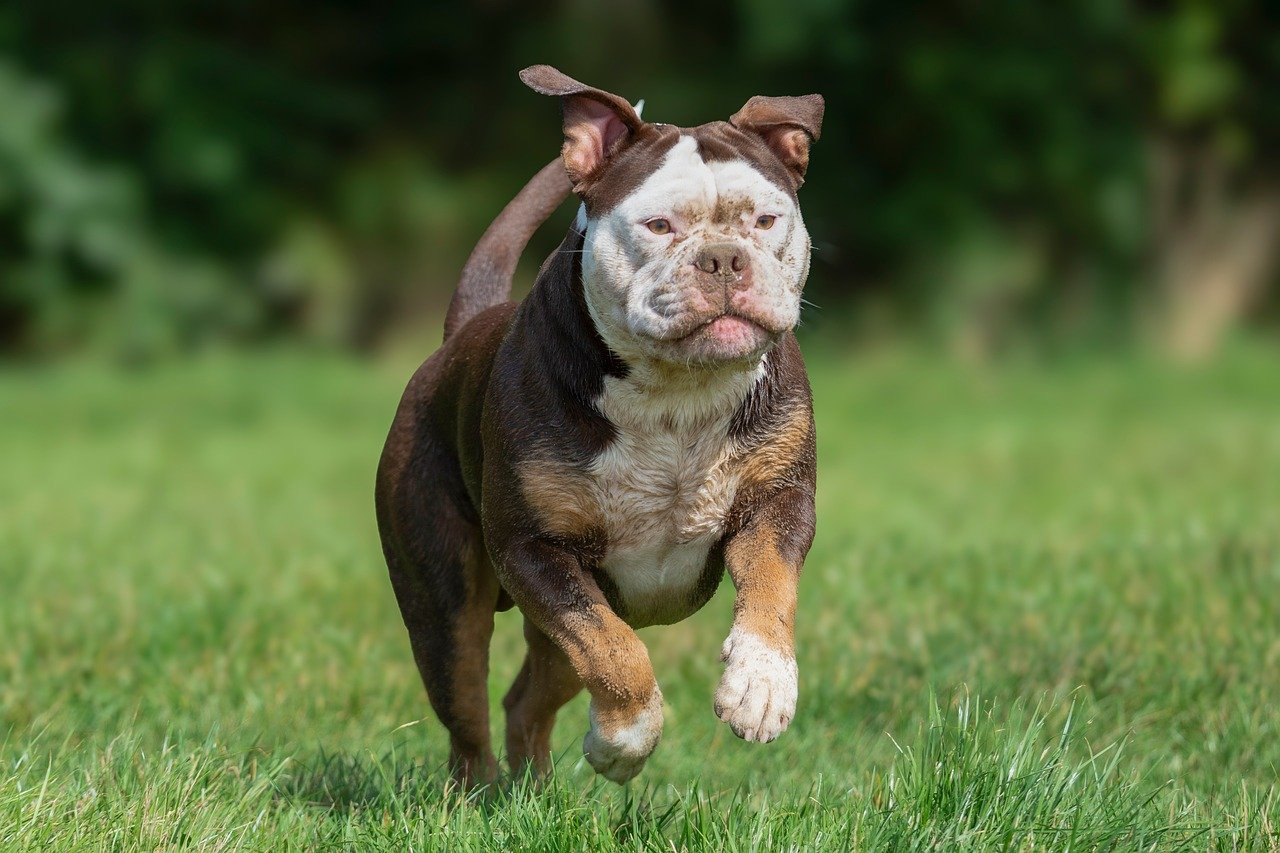dog training for kids – Image 1