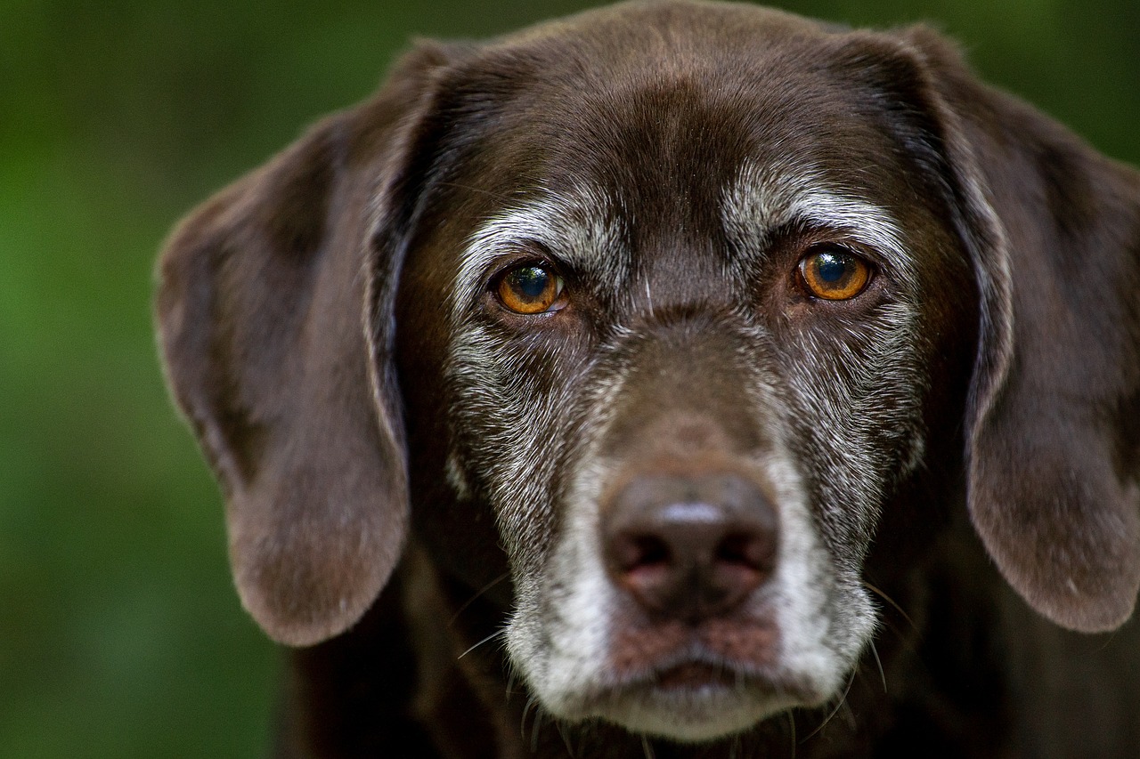dog training for kids – Image 1