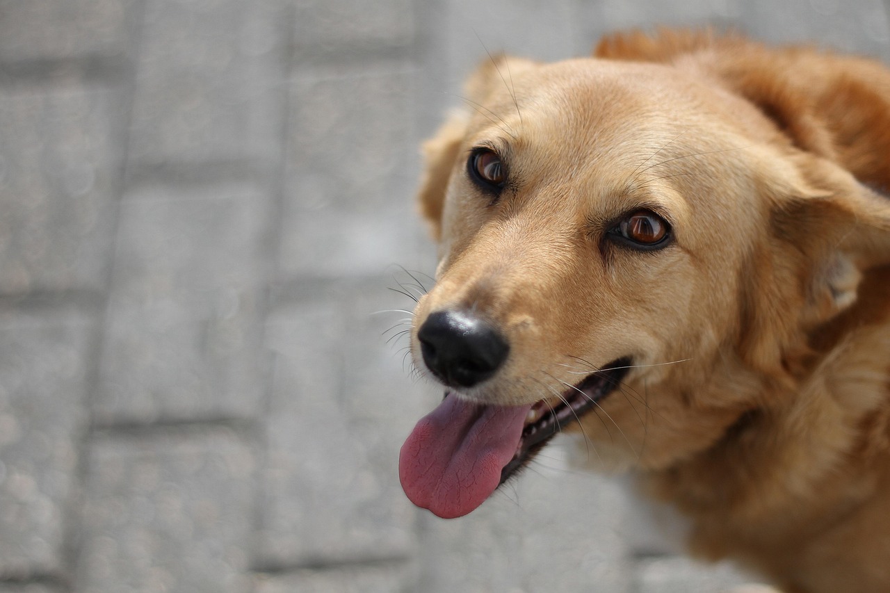 dog training for kids – Image 2